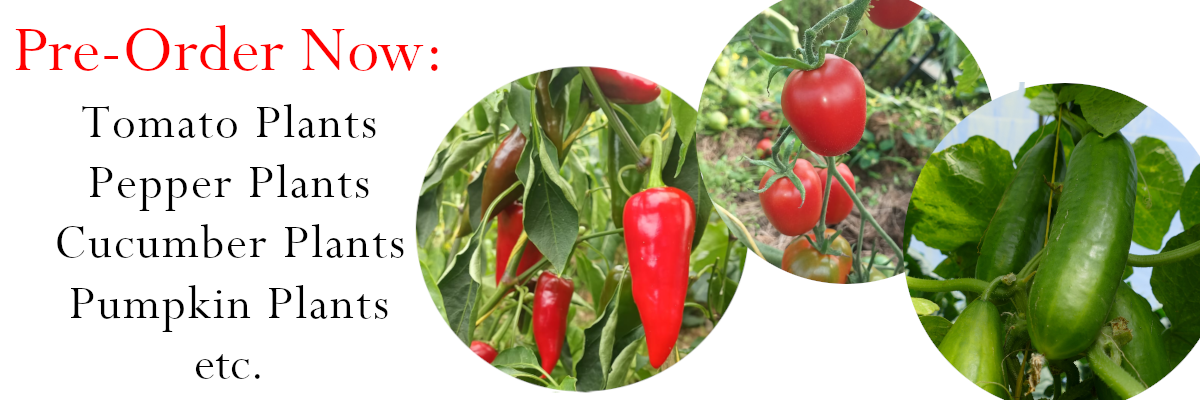 Visit our Potted Plants selection